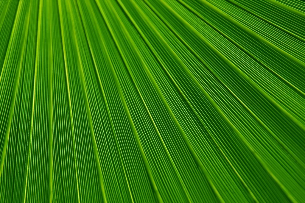 leaf, plant, background-21851.jpg
