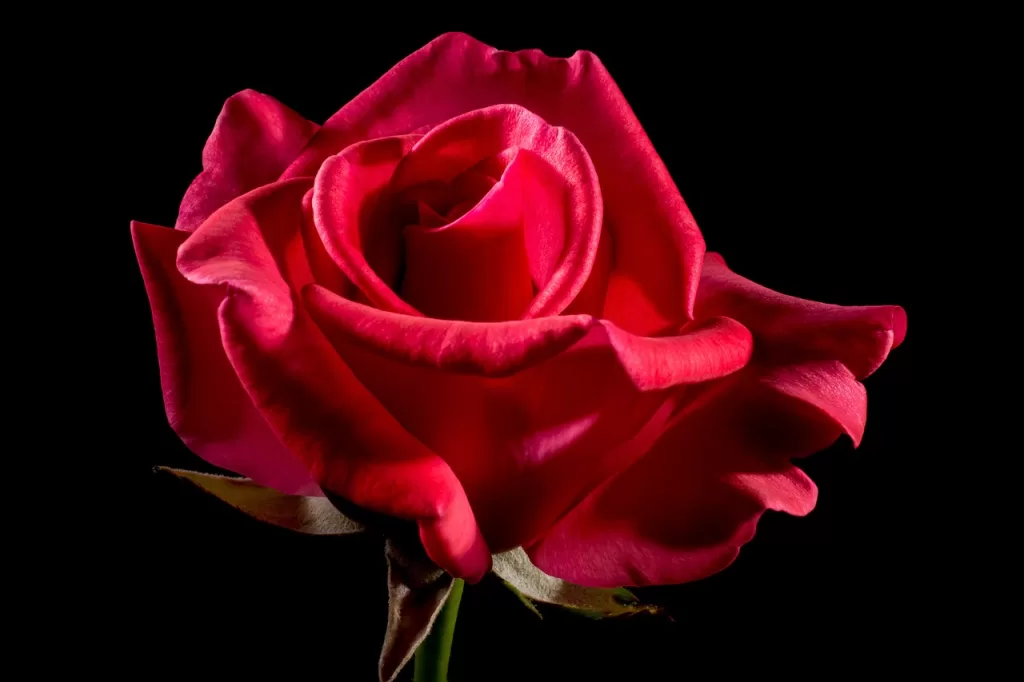 red, rose, flower-320891.jpg