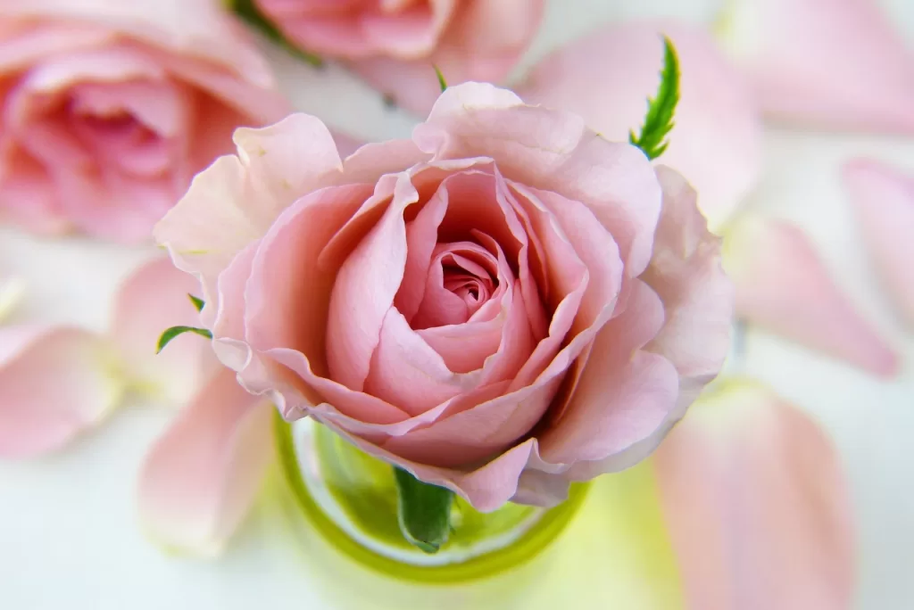 rose, flower, pink rose-3086563.jpg