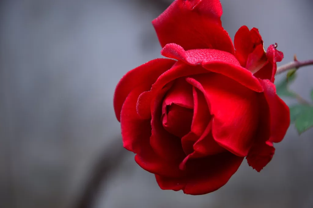 rose, flower, red rose-3802424.jpg