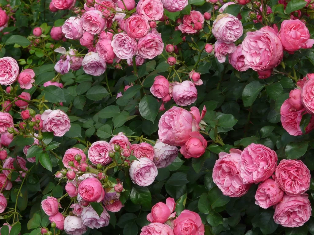 rose, pink, rose petals-8219.jpg