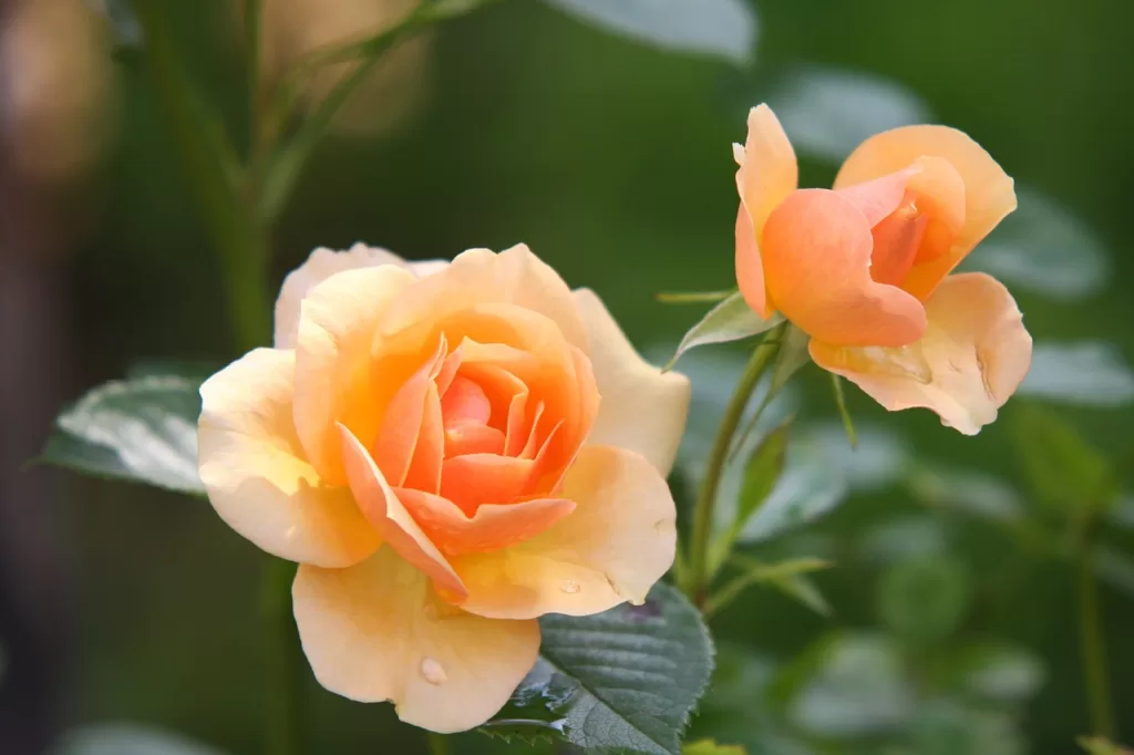 roses, orange roses, flowers-616013.jpg