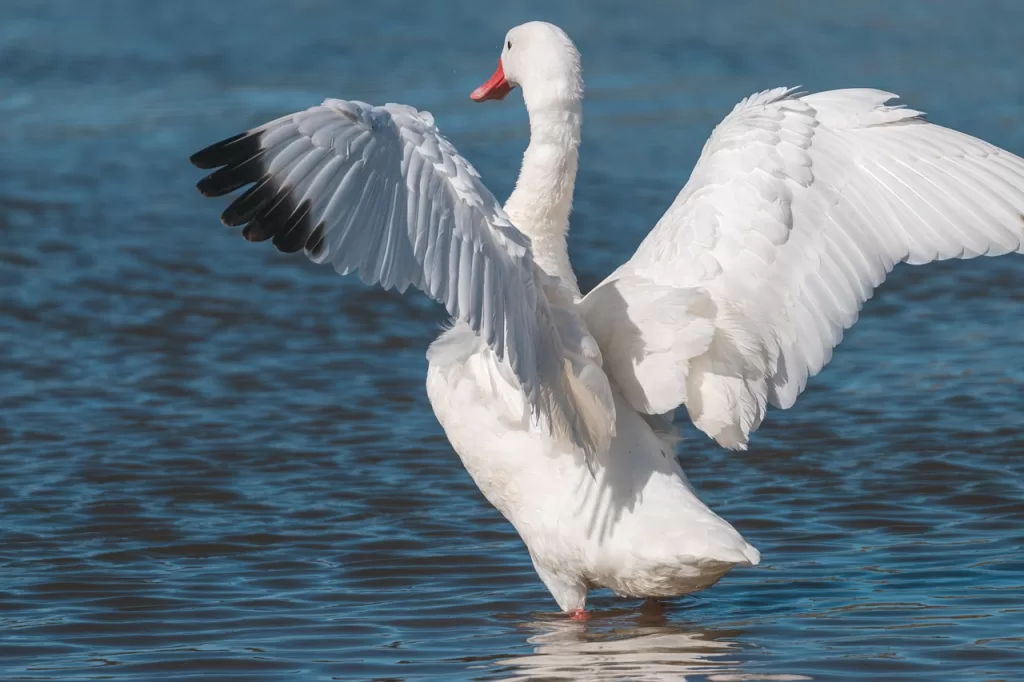 swan, coscoroba swan, waterfowl-7479623.jpg