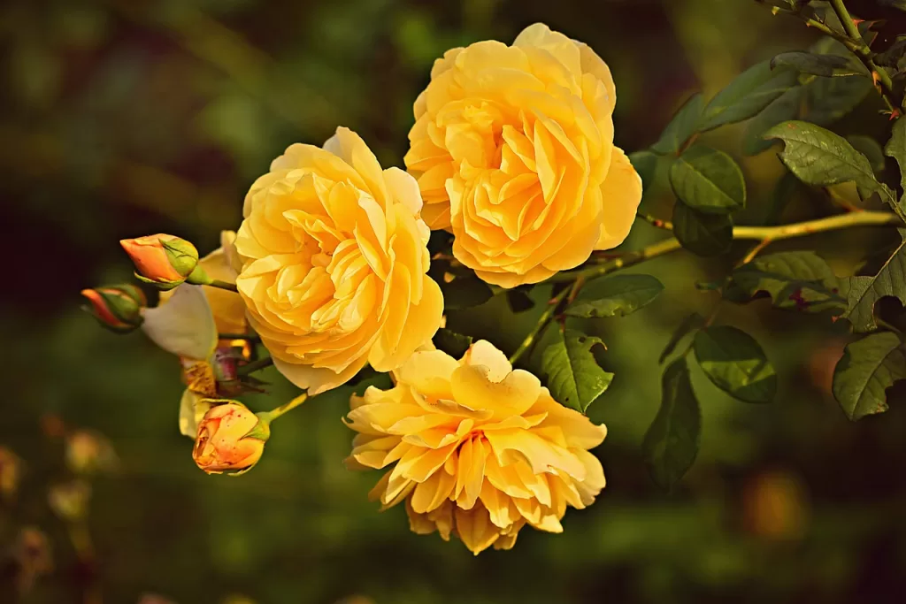 yellow rose, flower, plant-3865041.jpg