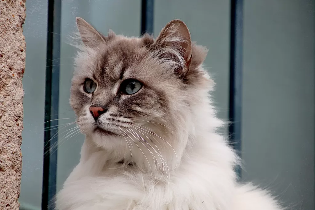cats, cats angora, felines-4997467.jpg