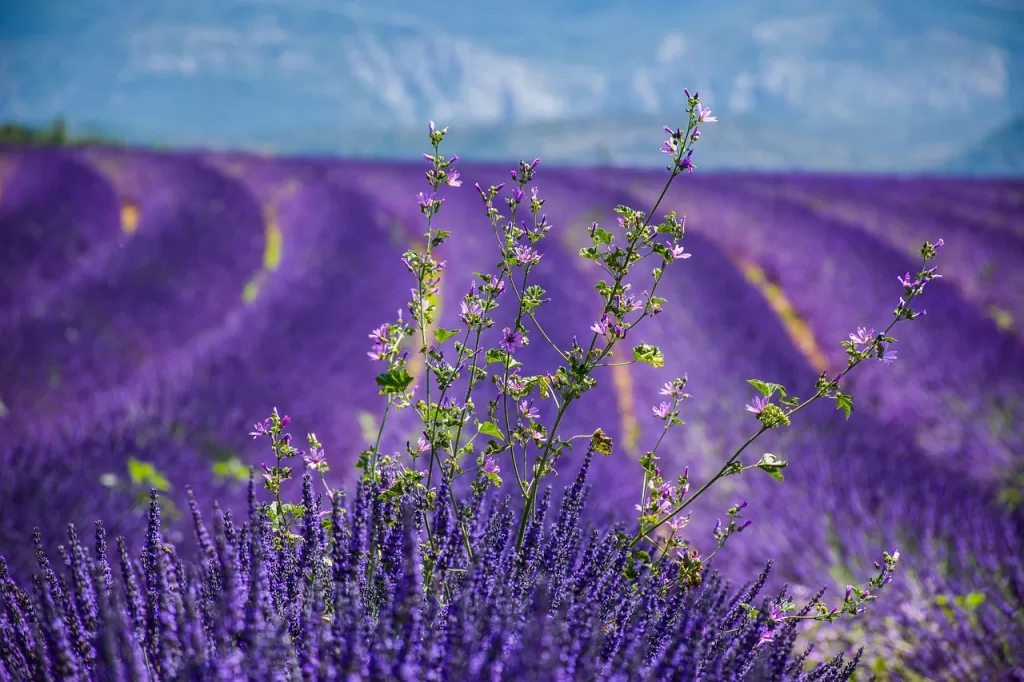 lavender, flower wallpaper, lavender field-3764937.jpg